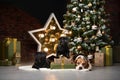 a beagle dog and two pugs by the new year tree. Pets in Christmas decorations. Royalty Free Stock Photo