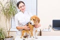 Beagle dog at the vet Royalty Free Stock Photo
