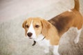 Beagle dog walk in apartment carpet Royalty Free Stock Photo