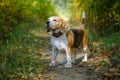 Beagle dog on a walk Royalty Free Stock Photo