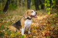 Beagle dog on a walk Royalty Free Stock Photo