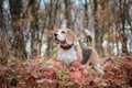 Beagle dog on a walk Royalty Free Stock Photo