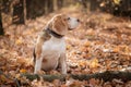 Beagle dog on a walk Royalty Free Stock Photo