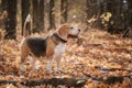 Beagle dog on a walk Royalty Free Stock Photo