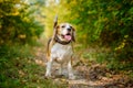 Beagle dog on a walk Royalty Free Stock Photo