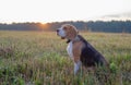 Beagle dog on a walk early in the morning