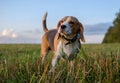 Beagle dog on walk in autumn at sunset