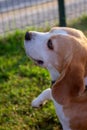 A beagle dog on a walk in the park. Funny smart young dog gives paw. Selective focus. Blurred background