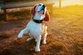 A beagle dog on a walk in the park sitting against the background of sunlight. Funny smart dog gives paw. Selective focus. Blurred