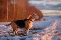 Beagle dog on a walk in the spring at sunset Royalty Free Stock Photo