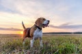 Beagle dog walking in the autumn evening