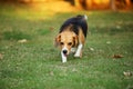 Beagle dog walking at lawn. Royalty Free Stock Photo