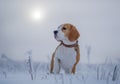 Beagle on a walk in the snowy woods on a winter day Royalty Free Stock Photo