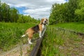 The Beagle dog walking on the tracks Royalty Free Stock Photo