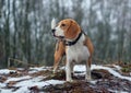 Beagle dog walking in the winter snowy forest Royalty Free Stock Photo