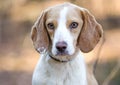 Beagle dog, Walton County Animal Shelter