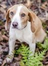 Beagle dog, Walton County Animal Shelter