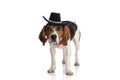 Beagle dog wearing a black hat, bowing his head