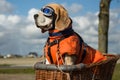 Beagle dog wearing blue flying glasses