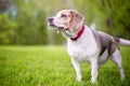 A Beagle dog standing outdoors Royalty Free Stock Photo