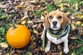 Beagle dog wearing striped scarf sitting on fallen leaves near pumpkin