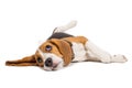 Beagle dog on white background Royalty Free Stock Photo