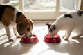 Beagle dog and white cat eating in sunlit indoor setting Royalty Free Stock Photo