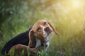 Beagle dog in the wiild flower field.