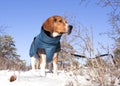 Beagle dog in winter landscape.