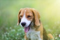 Beagle dog yawn while playing on the green grass outdoor in the Royalty Free Stock Photo