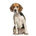 Beagle dog , 2 years old, sitting against white background Royalty Free Stock Photo
