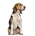 Beagle dog , 2 years old, sitting against white background Royalty Free Stock Photo