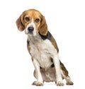 Beagle dog , 2 years old, sitting against white background Royalty Free Stock Photo