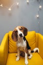 Beagle dog on yellow chair