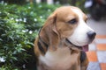 Beagle dogs are completely healthy. Looking around with warm eyes