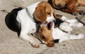 Beagle Dogs fighting Royalty Free Stock Photo