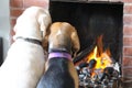 Beagle Dogs by Fire