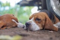 Beagle dogs lay on the ground after playing Royalty Free Stock Photo