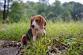 Beagle dogs look for something during sit on the green grass in the park Royalty Free Stock Photo