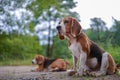 Beagle dogs look for something during sit on the ground in the park Royalty Free Stock Photo