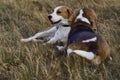 Beagle dogs resting.