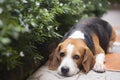 Beagle dogs are sleeping, looking with gentle eyes