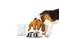 beagle eating dog food isolated