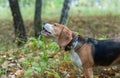 Beagle eats green grass in autumn Park