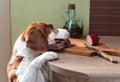 Beagle eats sausage from the table Royalty Free Stock Photo