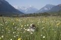 Beagle in flower meadow