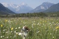 Beagle in flower meadow