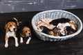 Beagle family sitting in the studio Royalty Free Stock Photo