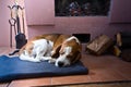 Beagle on the floor near the old fireplace . Royalty Free Stock Photo