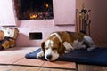 Beagle on the floor near the old fireplace . Royalty Free Stock Photo